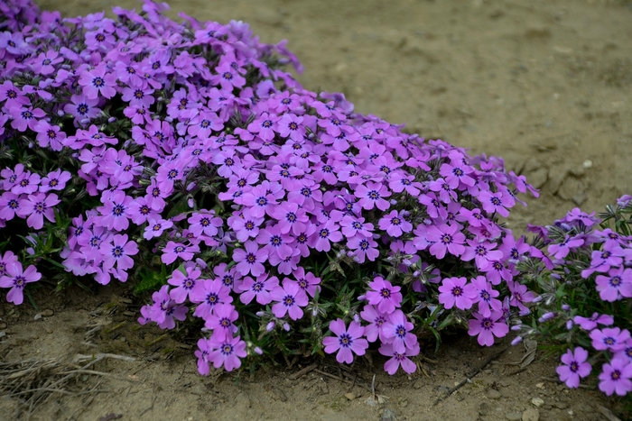 Creeping Phlox - Phlox subulata 'Eye Shadow' Creeping Phlox - Phlox subulata 'Eye Shadow'