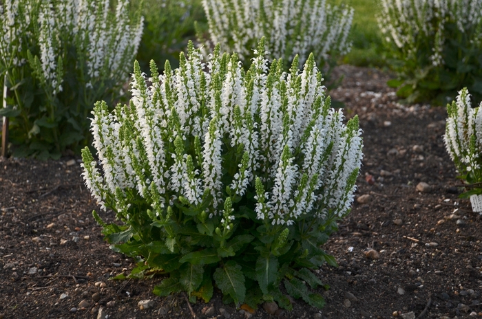 Meadow Sage - Salvia nemorosa 'Bumblesnow' Meadow Sage - Salvia nemorosa 'Bumblesnow'