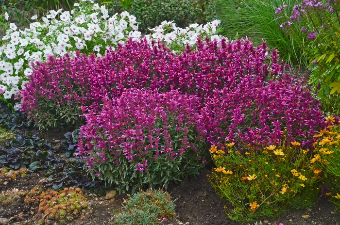 Anise Hyssop - Agastache 'Rosie Posie' 