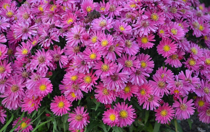 Aster - Aster 'Kickin Carmine Red'