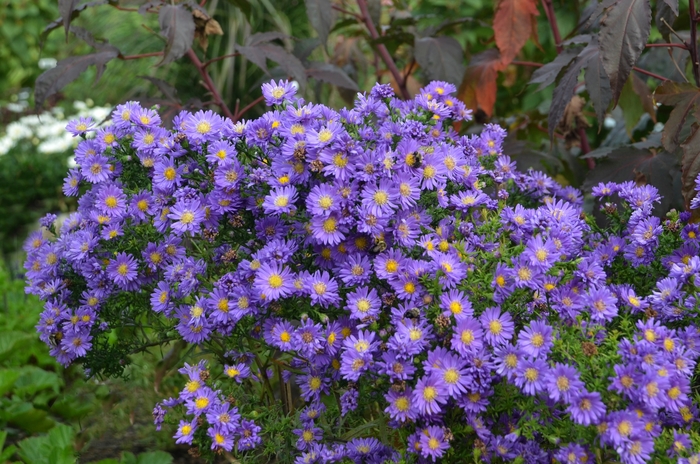 Aster - Aster 'Kickin Lilac Blue'