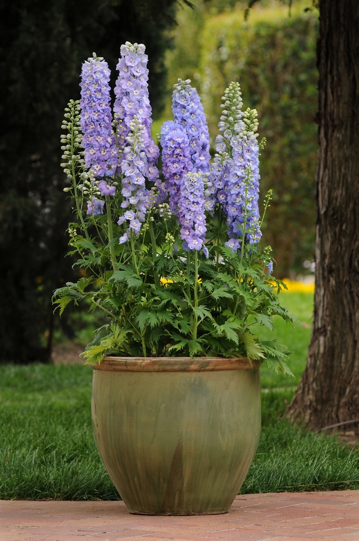Larkspur - Delphinium elatum 'Guardian Lavender' Larkspur - Delphinium elatum 'Guardian Lavender'