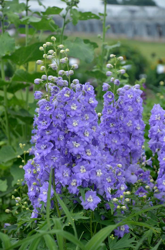 Larkspur - Delphinium elatum 'New Millennium Dwarf Stars' Larkspur - Delphinium elatum 'New Millennium Dwarf Stars'