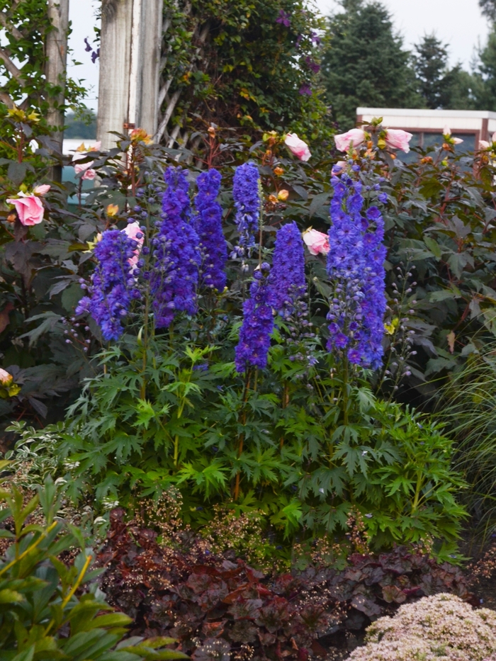 Larkspur - Delphinium elatum 'Pagan Purples'