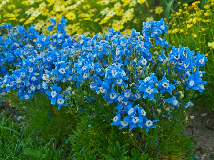 Larkspur - Delphinium grandiflorum 'Summer Clouds'