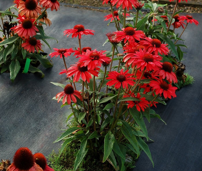 Coneflower - Echinacea 'Prima Ruby'