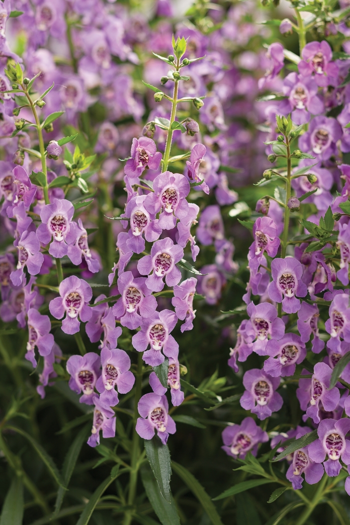 Summer Snapdragon - Angelonia 'Angelface™ Steel Blue' Summer Snapdragon - Angelonia 'Angelface™ Steel Blue'