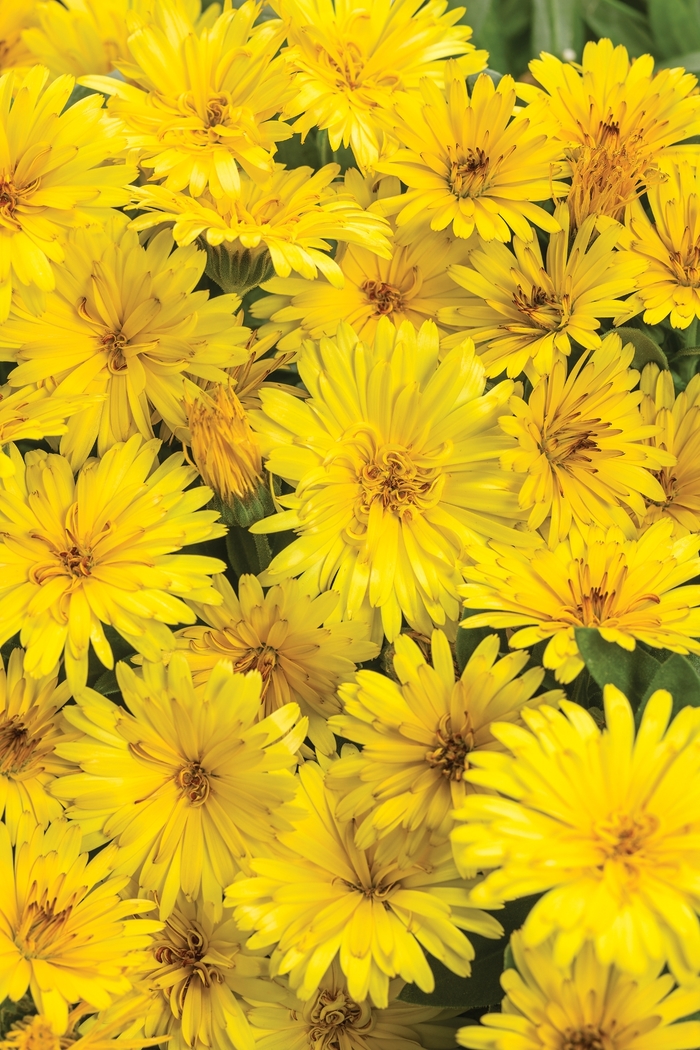 Pot Marigold - Calendula officinalis 'Lady Godiva Yellow' Pot Marigold - Calendula officinalis 'Lady Godiva Yellow'