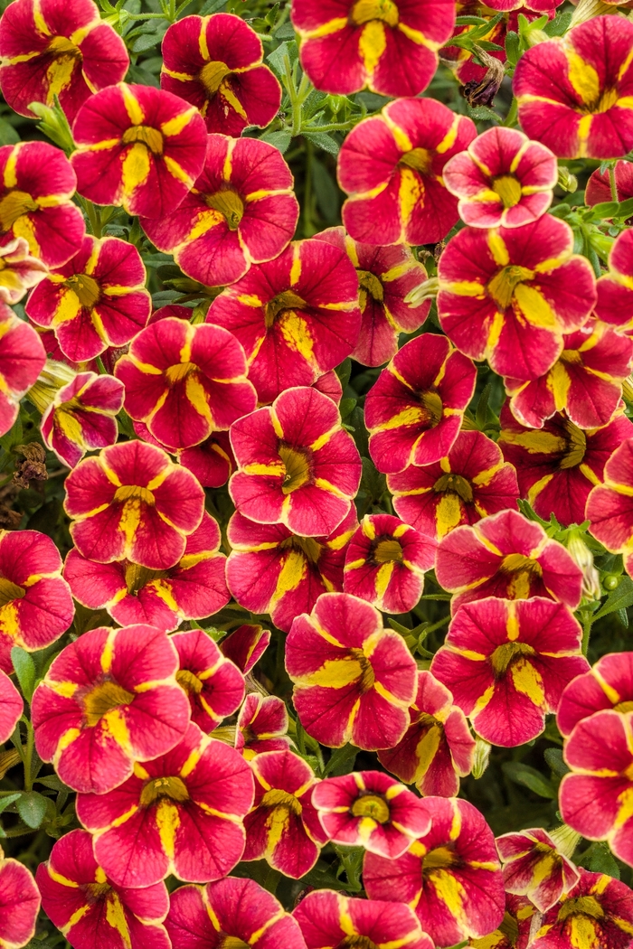 Superbells® Cherry Blossom - Calibrachoa 'Cardinal Star' Superbells® Cherry Blossom - Calibrachoa 'Cardinal Star'