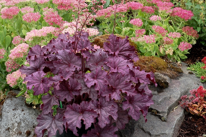 Coral Bells - Heuchera hybrid 'Grande™ Amethyst'