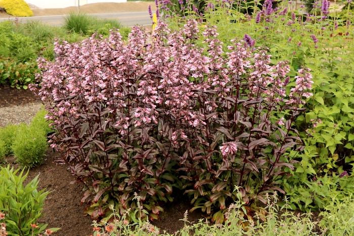 Beardtongue - Penstemon digitalis 'Dakota Burgundy'