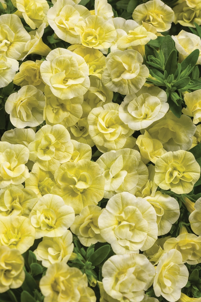 Superbells® Double Chiffon - Calibrachoa hybrid Superbells® Double Chiffon - Calibrachoa hybrid