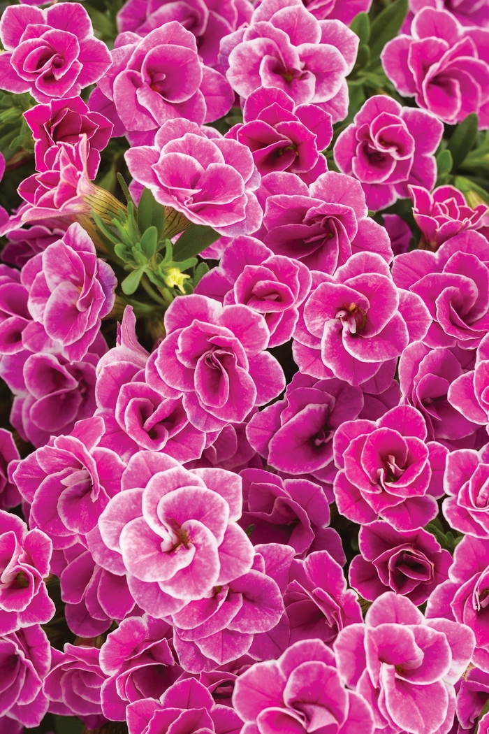 Superbells® Calibrachoa - Calibrachoa 'Doublette Love Swept' Superbells® Calibrachoa - Calibrachoa 'Doublette Love Swept'