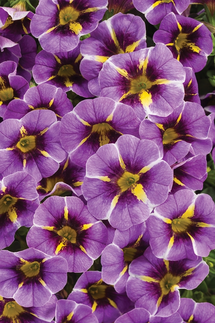 Superbells® Evening Star™ - Calibrachoa 'Evening Star™' BBCAL87705 PPAF (Calibrachoa)