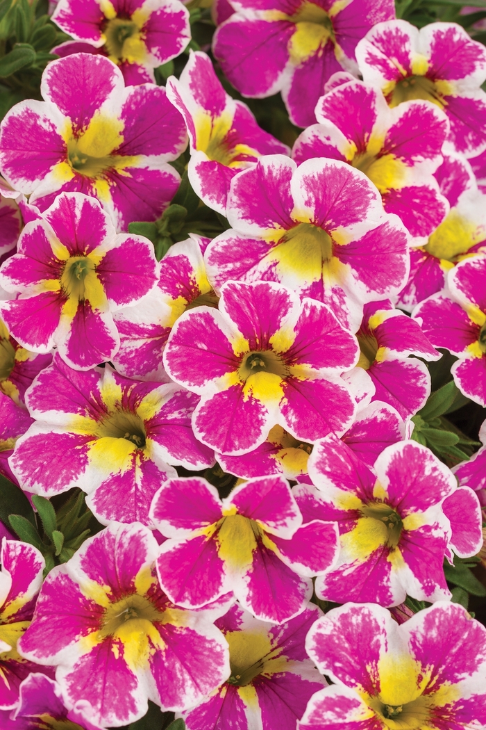 Superbells® Holy Cow!™ - Calibrachoa 'Holy Cow!™' BBCAL85303 PPAF (Calibrachoa) Superbells® Holy Cow!™ - Calibrachoa 'Holy Cow!™' BBCAL85303 PPAF (Calibrachoa)