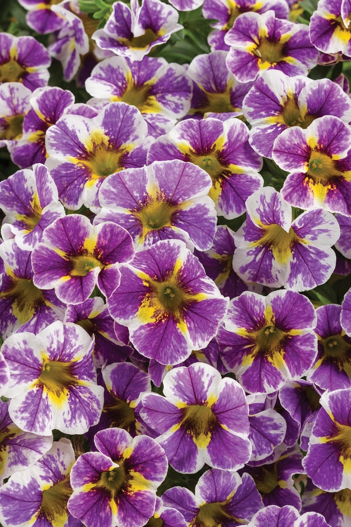 Superbells® 'Holy Smokes!®' - Calibrachoa Superbells® 'Holy Smokes!®' - Calibrachoa