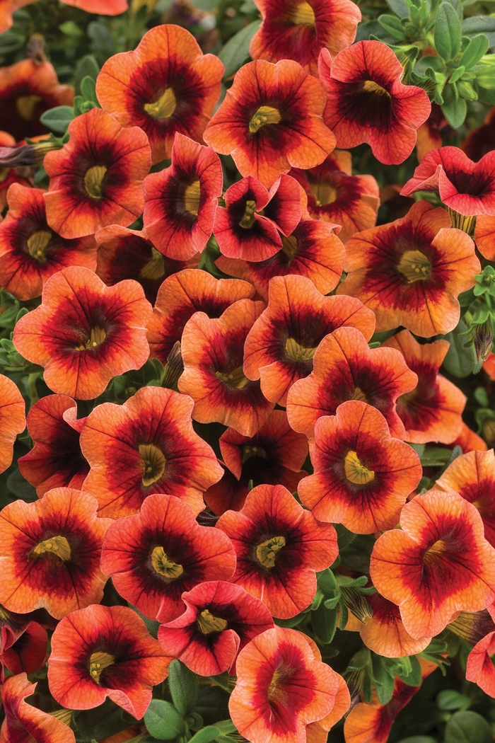 Superbells® Tangerine Punch™ - Calibrachoa 'Tangerine Punch™' BBCAL82201 PPAF and Can. PBRAF (Calibrachoa)