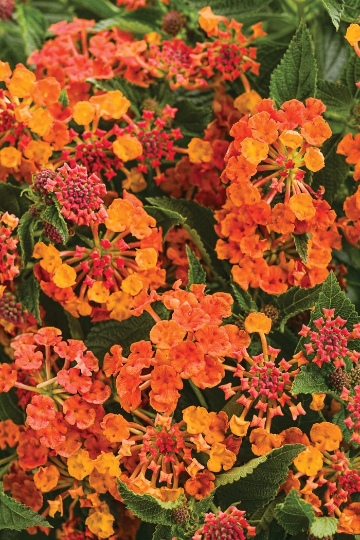 Luscious ® Lantana - Lantana camara 'Marmalade'