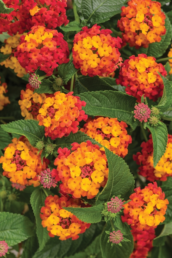Lantana - Lantana camara 'Luscious® Citrus Blend™ Lantana - Lantana camara 'Luscious® Citrus Blend™
