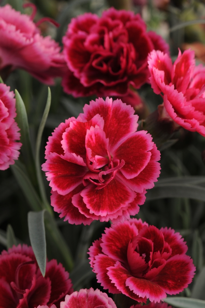 Border Carnation - Dianthus 'Everlast™ Burgundy Blush' Border Carnation - Dianthus 'Everlast™ Burgundy Blush'