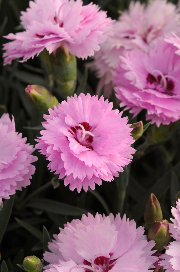Border Carnation - Dianthus interspecific 'Everlast™ Lavender + Eye' Border Carnation - Dianthus interspecific 'Everlast™ Lavender + Eye'