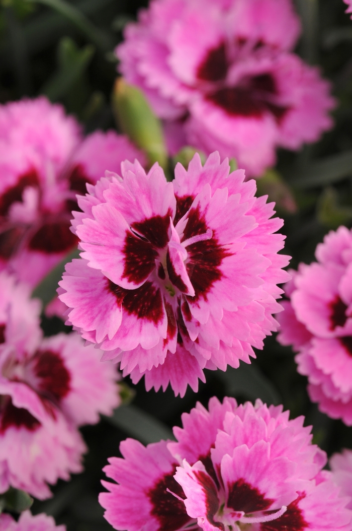 Border Carnation - Dianthus interspecific 'Everlast™ Lilac + Eye' Border Carnation - Dianthus interspecific 'Everlast™ Lilac + Eye'