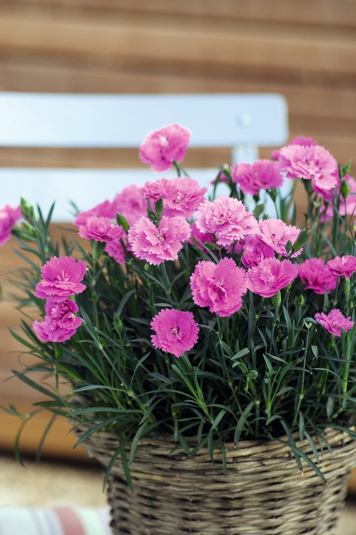 Border Carnation - Dianthus interspecific 'Everlast™Orchid'