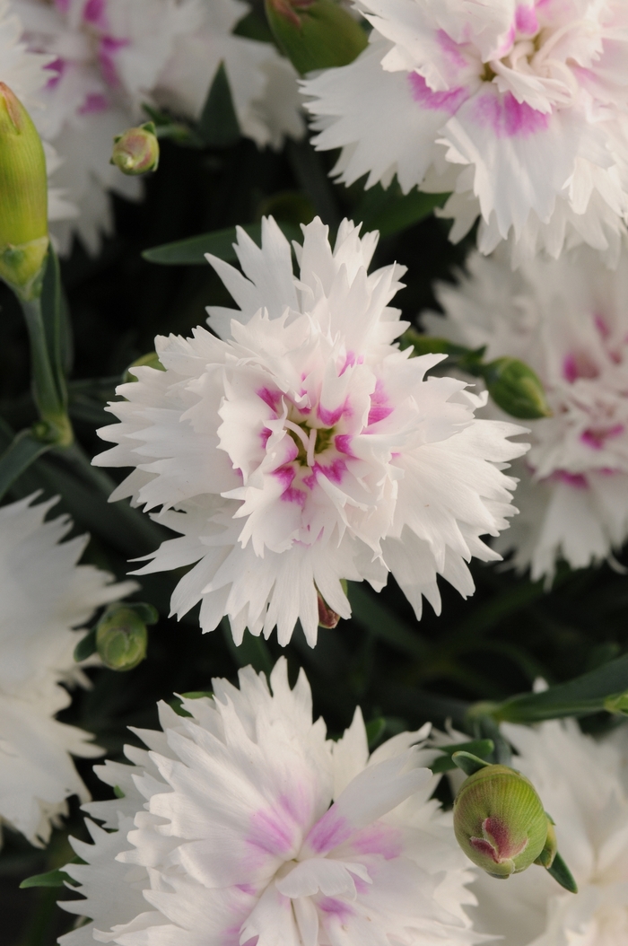 Border Carnation - Dianthus interspecific 'Everlast™White + Eye'