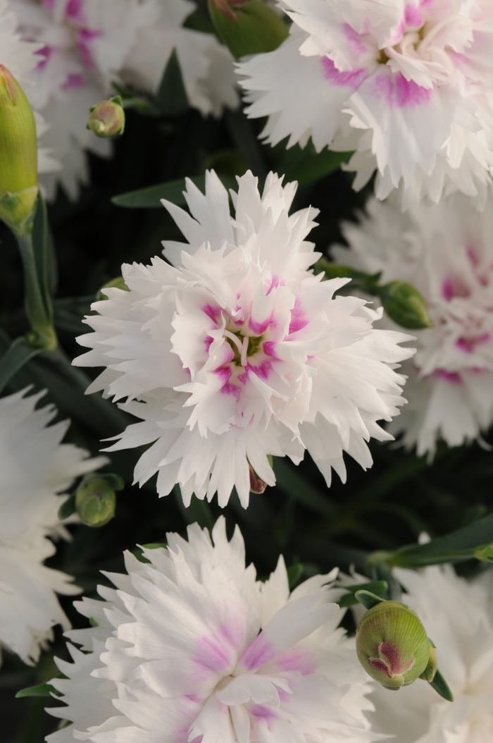Border Carnation - Dianthus interspecific 'Everlast™White + Eye' Border Carnation - Dianthus interspecific 'Everlast™White + Eye'