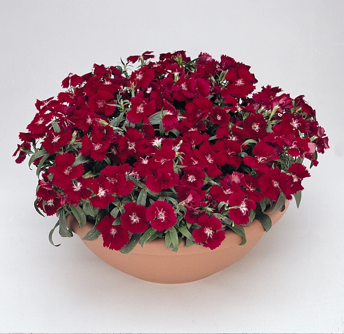 Dianthus - Dianthus hybrida 'Floral Lace Crimson' Dianthus - Dianthus hybrida 'Floral Lace Crimson'