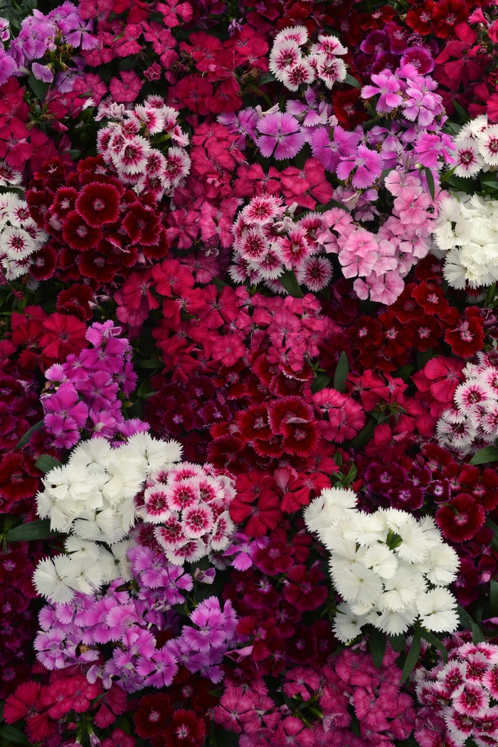 Dianthus (Pinks) - Dianthus chinensis x barbatus 'Floral Lace™ Mix'