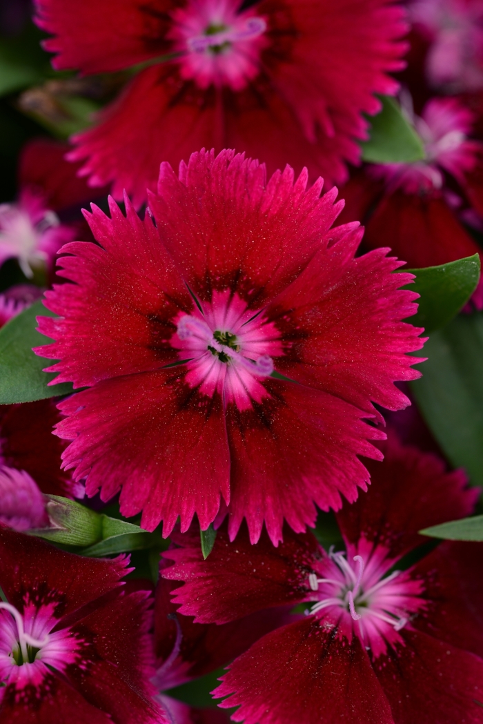 Dianthus - Dianthus hybrida 'Floral Lace Purple' Dianthus - Dianthus hybrida 'Floral Lace Purple'