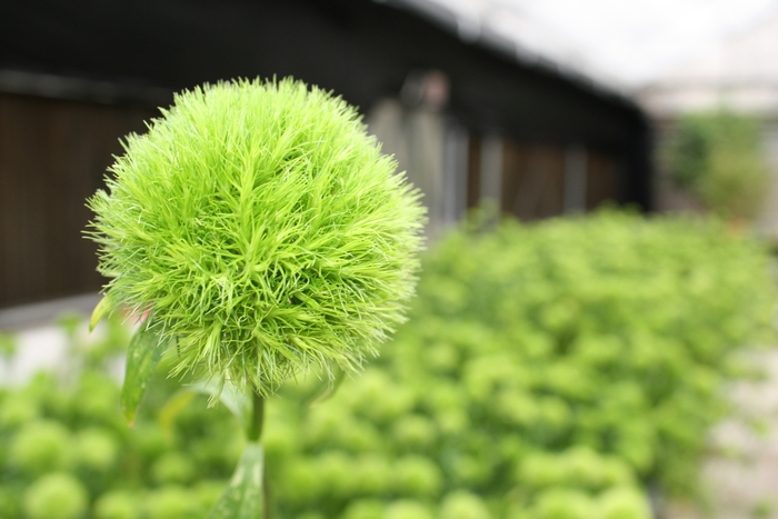 Dianthus - Dianthus barbatus 'Green Ball' Dianthus - Dianthus barbatus 'Green Ball'