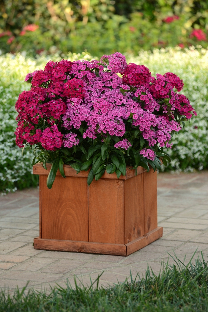 Dianthus - Dianthus interspecific 'Jolt Cherry'