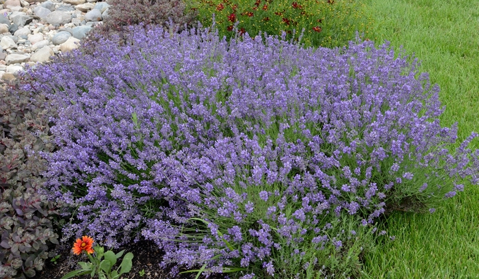 Lavender - Lavandula angustifolia 'Essence Purple' Lavender - Lavandula angustifolia 'Essence Purple'