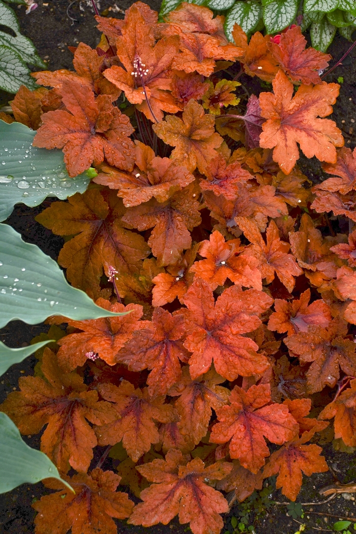 Foamy Bells - Heucherella 'Pumpkin Spice' Foamy Bells - Heucherella 'Pumpkin Spice'