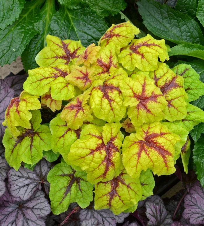 Foamy Bells - Heucherella 'Catching Fire'