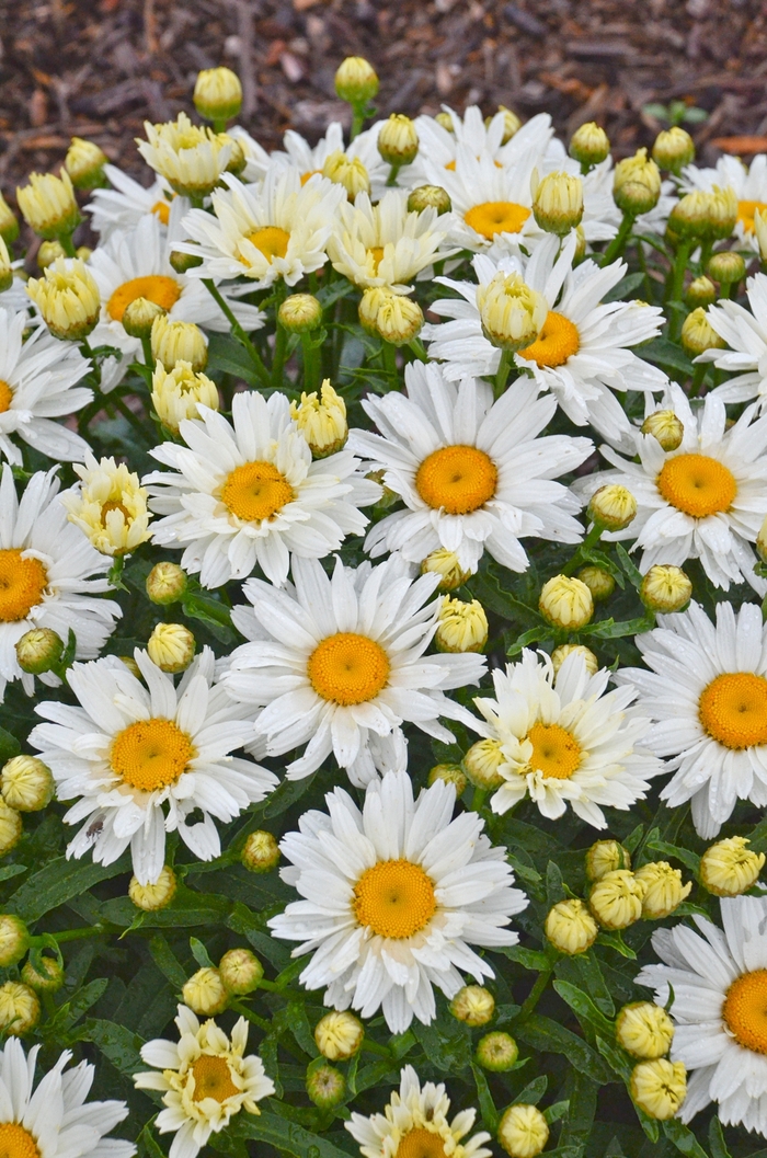 Shasta Daisy - Leucanthemum superbum 'Cream Puff'