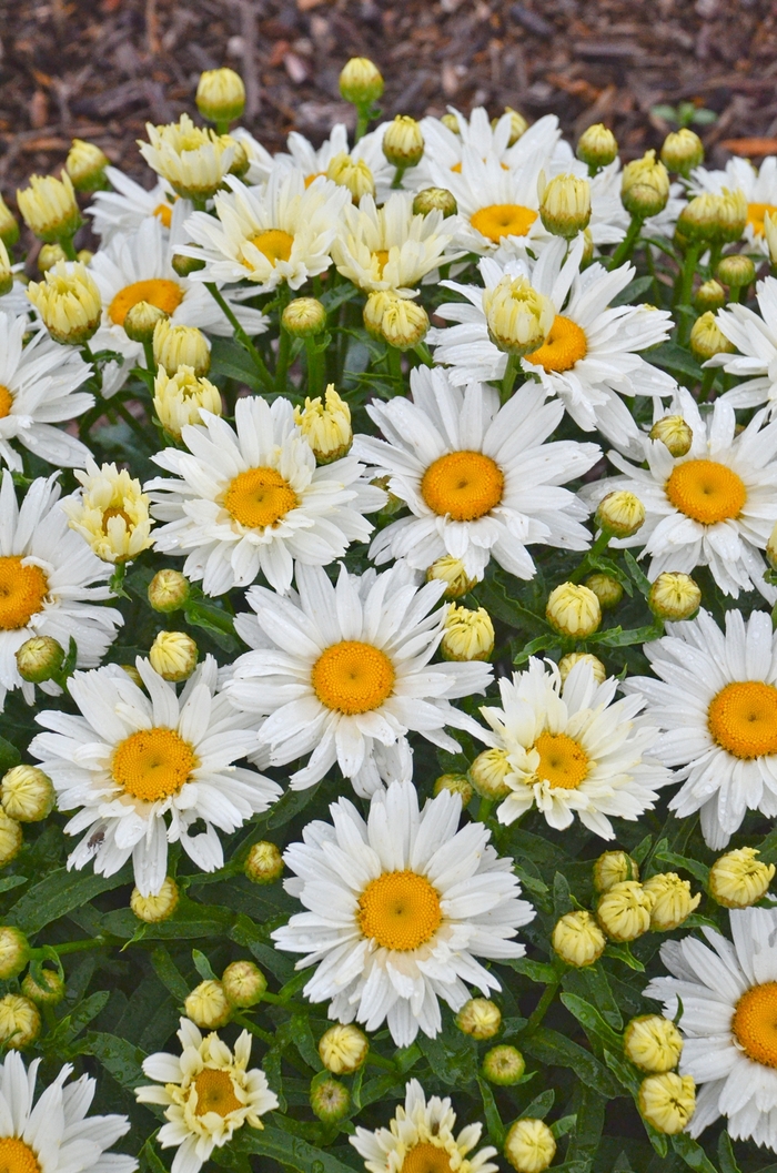 Shasta Daisy - Leucanthemum superbum 'Cream Puff' Shasta Daisy - Leucanthemum superbum 'Cream Puff'