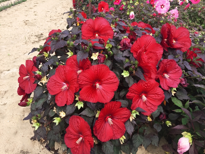 Summerific® - Hibiscus hybrid 'Summerific Holy Grail' Summerific® - Hibiscus hybrid 'Summerific Holy Grail'