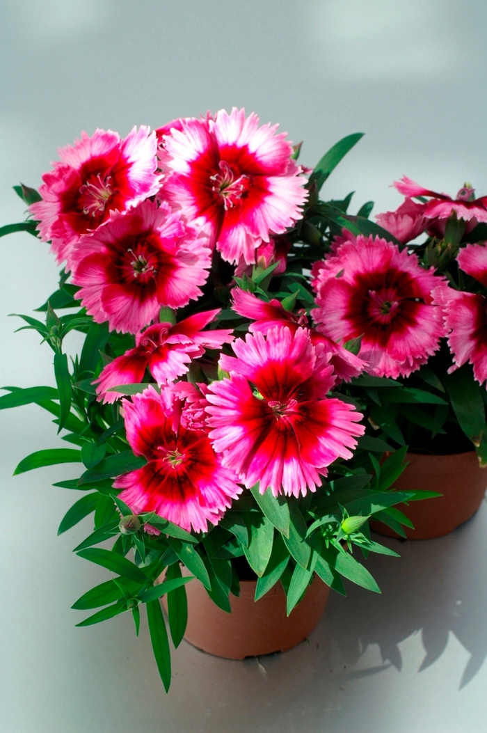 Dianthus (Pinks) - Dianthus chinensis 'Diana Crimson Picotee' Dianthus (Pinks) - Dianthus chinensis 'Diana Crimson Picotee'