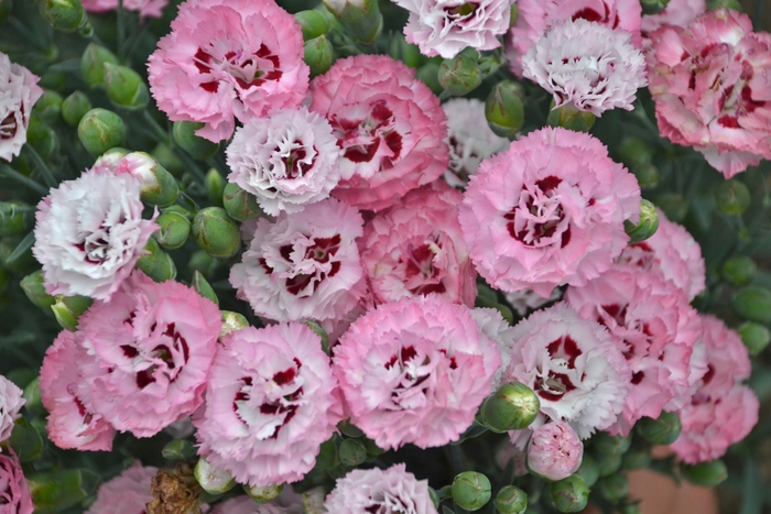 Border Carnation - Dianthus 'Pretty Poppers Appleblossom Burst' Border Carnation - Dianthus 'Pretty Poppers Appleblossom Burst'