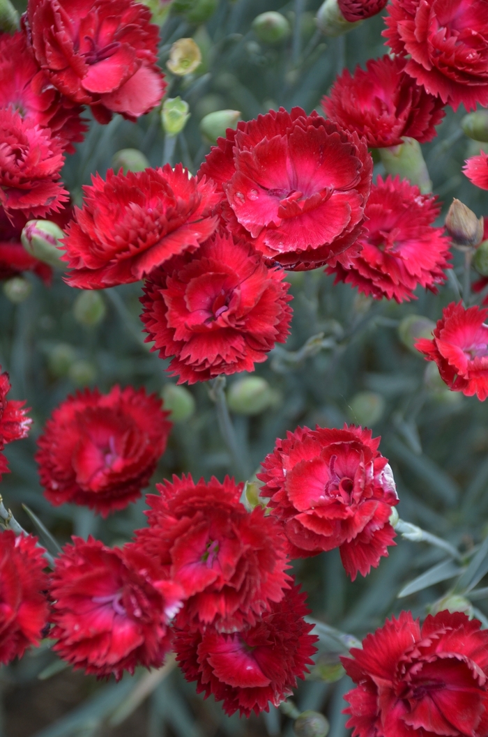 Border Carnation - Dianthus 'Pretty Poppers Electric Red'
