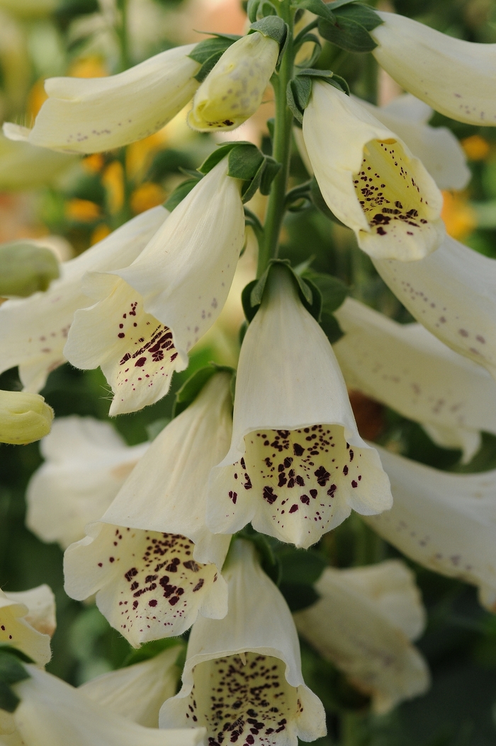 Foxglove - Digitalis purpurea 'Dalmatian Creme' Foxglove - Digitalis purpurea 'Dalmatian Creme'