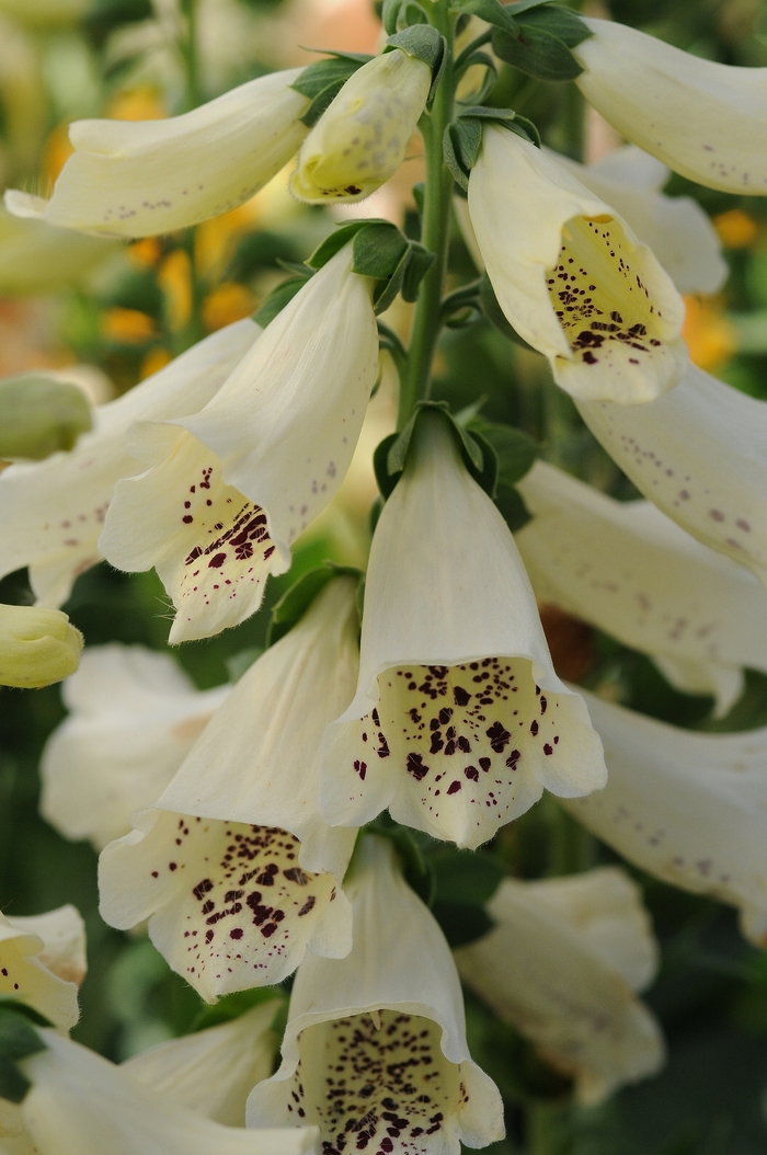 Foxglove - Digitalis purpurea 'Dalmatian Creme'