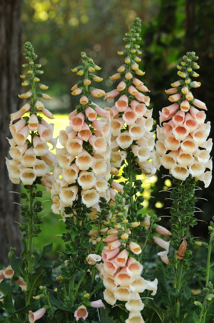 Foxglove - Digitalis purpurea 'Dalmatian Peach'