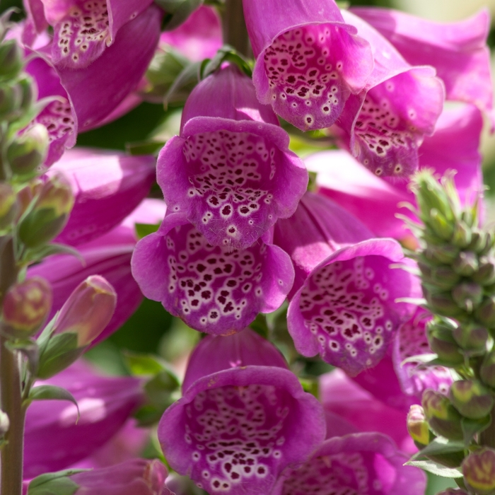 Foxglove - Digitalis purpurea 'Dalmatian Purple'