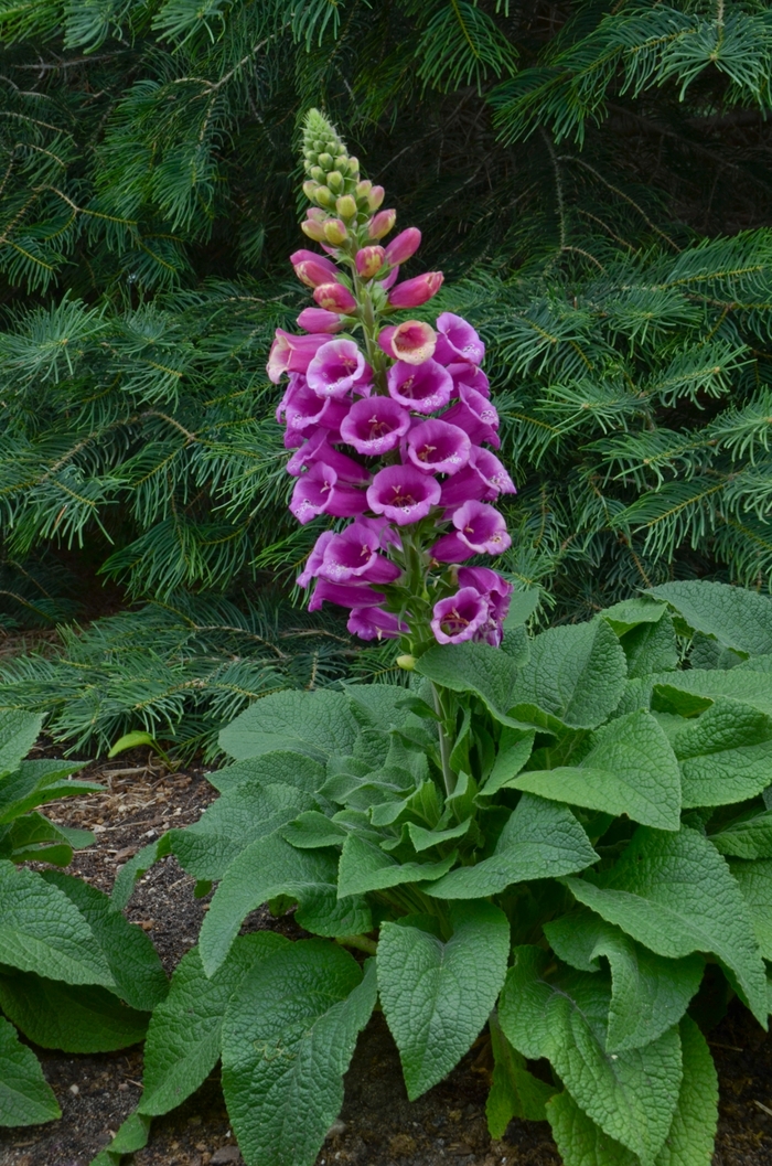 Foxglove - Digitalis purpurea 'Candy Mountain Rose' Foxglove - Digitalis purpurea 'Candy Mountain Rose'