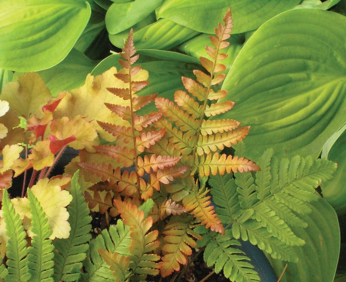 Autumn Fern - Dryopteris erythrosora 'Brilliance' Autumn Fern - Dryopteris erythrosora 'Brilliance'