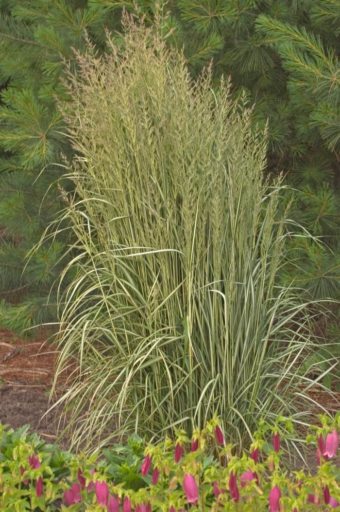 Feather Reed Grass - Calamagrostis acutiflora 'Avalanche' Feather Reed Grass - Calamagrostis acutiflora 'Avalanche'